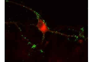 Indirect immunostaining of PFA fixed rat hippocampus neurons with anti-secernin 1 (dilution 1 : 500; red) and mouse anti-synapsin 1 (cat.