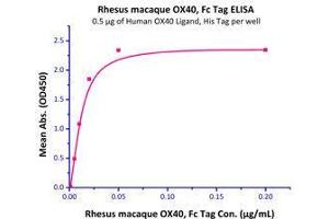 Immobilized Human OX40 Ligand, His Tag (Cat# OXL-H52Q8) at 5 μg/mL (100 μl/well) can bind Rhesus macaque OX40, Fc Tag (Cat# OX0-C5251) with a linear range of 1-20 ng/mL. (TNFRSF4 Protein (AA 28-214) (Fc Tag))