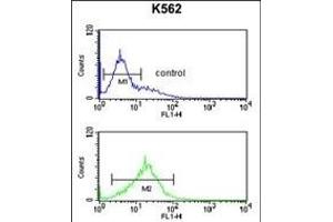 PKM2 Antibody (C-term ) (ABIN6242815 and ABIN6578981) flow cytometric analysis of K562 cells (bottom histogram) compared to a negative control cell (top histogram). (PKM2 Antikörper  (C-Term))