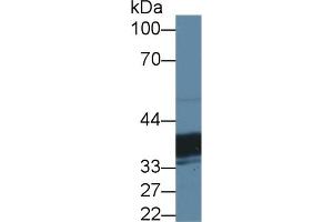 Detection of TST in Mouse Liver lysate using Polyclonal Antibody to Thiosulfate Sulfurtransferase (TST)
