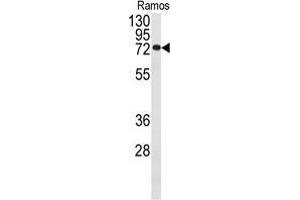 Western blot analysis of anti-CDC25B Antibody in Ramos cell line lysates (35 µg/lane). (CDC25B Antikörper)