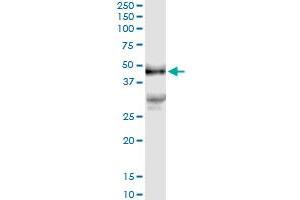 Immunoprecipitation of PDGFD transfected lysate using anti-PDGFD MaxPab rabbit polyclonal antibody and Protein A Magnetic Bead , and immunoblotted with PDGFD purified MaxPab mouse polyclonal antibody (B01P) . (PDGFD Antikörper  (AA 1-364))