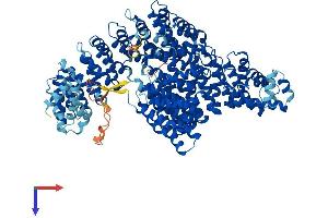 Importin 4 Protein (IPO4) (AA 1-1081) (His tag)