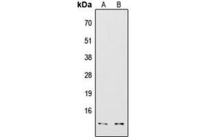Western blot analysis of COX7A2/3 expression in HepG2 (A), Jurkat (B) whole cell lysates. (COX7A2/3 (N-Term) Antikörper)