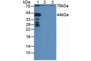 Western blot analysis of (1) Mouse Liver Tissue, (2) Human HeLa cells and (3) Human HepG2 Cells. (NUP88 Antikörper  (AA 57-296))