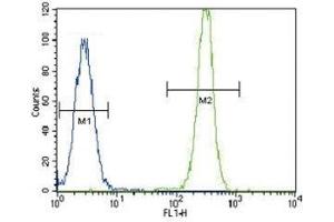 SMAD2 antibody flow cytometric analysis of HeLa cells (right histogram) compared to a negative control (left histogram).