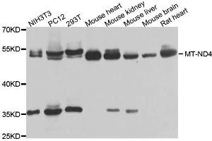 Western blot analysis of extracts of various cells, using MT-ND4 antibody. (Mitochondrially Encoded NADH Dehydrogenase 4 (MT-ND4) Antikörper)