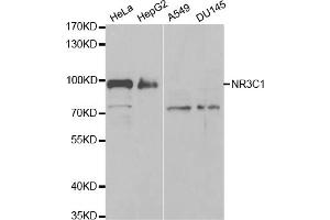Western blot analysis of extracts of various cell lines, using NR3C1 antibody (ABIN5971191) at 1/1000 dilution. (Glucocorticoid Receptor Antikörper)