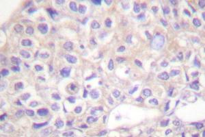 Image no. 2 for anti-Jun Proto-Oncogene (JUN) antibody (ABIN272013) (C-JUN Antikörper)