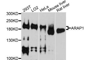 Western blot analysis of extracts of various cell lines, using ARAP1 antibody. (ARAP1 Antikörper)