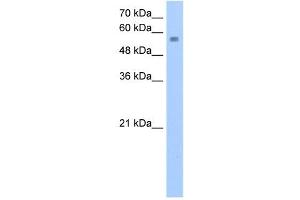 NUDT12 antibody used at 2. (NUDT12 Antikörper)