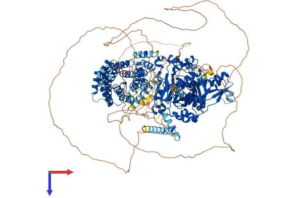 KDM6A Protein (AA 1-1401) (His tag)