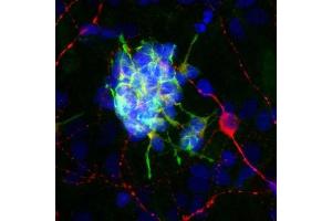 Rat brain neural cultures stained with ABIN1580415 (green), ’s chicken polyclonal antibody to MAP2 CPCA-MAP2 (red) and DNA (blue). (Doublecortin Antikörper)