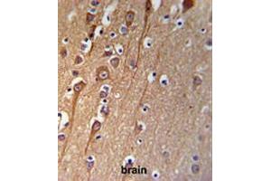 CI091 Antibody (C-term) IHC analysis in formalin fixed and paraffin embedded brain tissue followed by peroxidase conjugation of the secondary antibody and DAB staining. (C9ORF91 Antikörper  (C-Term))