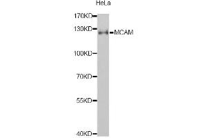 Western blot analysis of extracts of HeLa cells, using MCAM antibody (ABIN1873659) at 1:1000 dilution. (MCAM Antikörper)