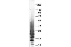 Western blot using  protein-A purified anti-swine IL-13 antibody shows detection of recombinant swine IL-13 at 13. (IL-13 Antikörper)