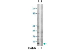 Western blot analysis of extracts from COS-7 cells, using MRPS21 polyclonal antibody . (MRPS21 Antikörper)