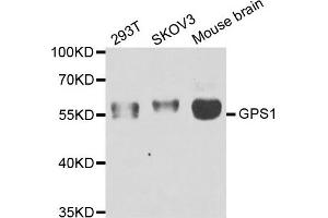 Western blot analysis of extracts of various cell lines, using GPS1 antibody.