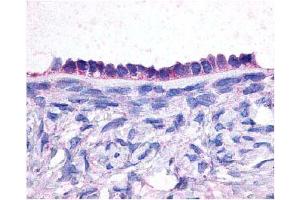 Immunohistochemical staining of EP2 on human ovary sections (epithelium) using antibody (PTGER2 Antikörper  (Extracellular Domain))