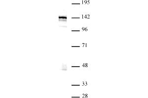 BRD8 Antikörper  (N-Term)