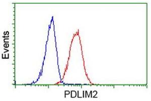 Image no. 2 for anti-PDZ and LIM Domain 2 (PDLIM2) antibody (ABIN1500124) (PDLIM2 Antikörper)