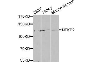 Western blot analysis of extracts of various cell lines, using NFKB2 antibody (ABIN5971590) at 1/500 dilution. (NFKB2 Antikörper)