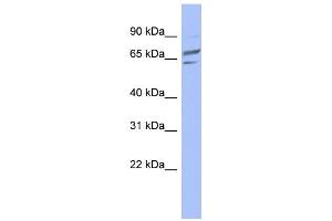 WB Suggested Anti-PGM1 Antibody Titration: 0.