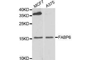 Western blot analysis of extracts of various cell lines, using FABP6 antibody (ABIN5974154) at 1/1000 dilution. (FABP6 Antikörper)