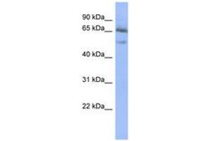 Image no. 1 for anti-Nuclear Factor of kappa Light Polypeptide Gene Enhancer in B-Cells Inhibitor, epsilon (NFKBIE) (AA 431-480) antibody (ABIN6742773) (NFKBIE Antikörper  (AA 431-480))