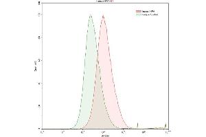 Detection of HPSE in HepG2 human hepatocellular carcinoma cell line using Polyclonal Antibody to Heparanase (HPSE) (HPSE Antikörper  (AA 34-115))