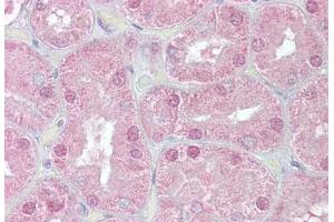 Anti-FOXD1 antibody IHC staining of human kidney. (FOXD1 Antikörper  (AA 453-465))