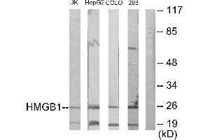 Western blot analysis of extracts from Jurkat cells, HepG2 cells, COLO205 cells and 293 cells, using HMGB1 antibody. (HMGB1 Antikörper)