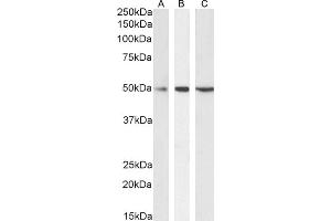 (ABIN570940) (0. (Septin 6 Antikörper  (Internal Region))