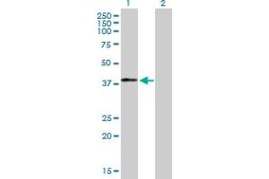 Western Blot analysis of MAGEB18 expression in transfected 293T cell line by MAGEB18 MaxPab polyclonal antibody.