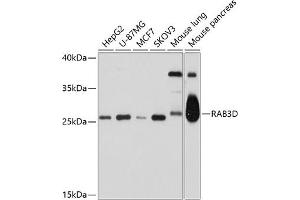 Western blot analysis of extracts of various cell lines, using RD antibody (ABIN6128597, ABIN6146583, ABIN6146584 and ABIN6214631) at 1:1000 dilution. (RAB3D Antikörper  (AA 1-219))