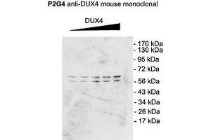 Western Blot analysis of Mouse C2C12 cell lysate showing detection of DUX4 protein using Mouse Anti-DUX4 Monoclonal Antibody, Clone P2B1 . (DUX4 Antikörper  (C-Term) (Atto 390))