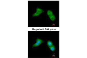 ICC/IF Image Immunofluorescence analysis of paraformaldehyde-fixed A549, using UBE2G2, antibody at 1:200 dilution. (UBE2G2 Antikörper)