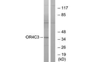 Western Blotting (WB) image for anti-Olfactory Receptor, Family 4, Subfamily C, Member 3 (OR4C3) (AA 196-245) antibody (ABIN2891000) (OR4C3 Antikörper  (AA 196-245))