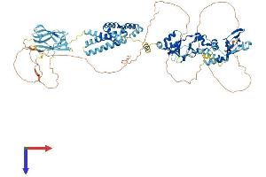 Cyclin M2 Protein (CNNM2) (AA 1-875) (His tag)