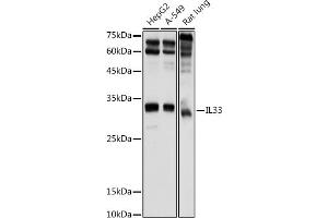 Western blot analysis of extracts of various cell lines, using IL33 antibody (ABIN6128136, ABIN6142383, ABIN6142385 and ABIN6224121) at 1:1000 dilution. (IL-33 Antikörper  (AA 95-270))