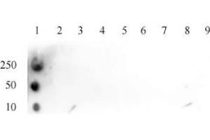 Histone H3K4ac antibody (pAb) tested by dot blot analysis.