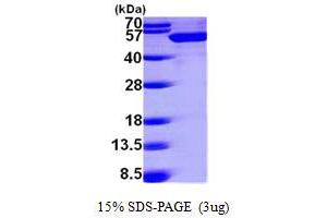 SDS-PAGE (SDS) image for DEAD (Asp-Glu-Ala-Asp) Box Polypeptide 39 (DDX39) (AA 1-428) protein (His tag) (ABIN7279166) (BAT1 Protein (AA 1-428) (His tag))