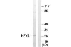Western Blotting (WB) image for anti-Nuclear Transcription Factor Y, beta (NFYB) (AA 1-50) antibody (ABIN2889435) (NFYB Antikörper  (AA 1-50))