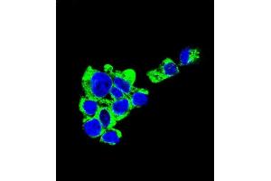 Confocal immunofluorescent analysis of C Antibody (C-term) (Ascites) ABIN1539995 with HepG2 cell followed by Alexa Fluor® 488-conjugated goat anti-mouse lgG (green). (Syndecan 1 Antikörper  (C-Term))