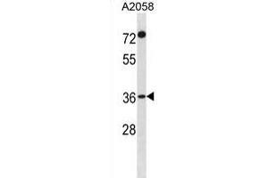 F110A Antibody (N-term) (ABIN1881329 and ABIN2839079) western blot analysis in  cell line lysates (35 μg/lane). (FAM110A Antikörper  (N-Term))