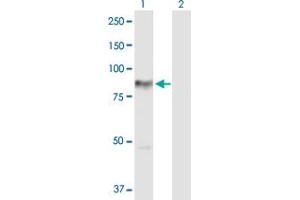 Western Blot analysis of PRKCH expression in transfected 293T cell line by PRKCH MaxPab polyclonal antibody. (PKC eta Antikörper  (AA 1-683))