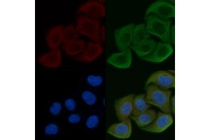 ABIN6257352 and ABIN6275243 staining Hela cells by IF/ICC. (MRPL39 Antikörper  (C-Term))