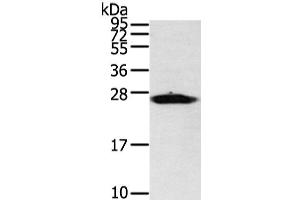 Western Blot analysis of Mouse heart tissue using VDAC3 Polyclonal Antibody at dilution of 1/400 (VDAC3 Antikörper)