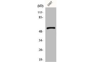 Western Blot analysis of COS7 cells using GPR101 Polyclonal Antibody (F2RL1 Antikörper  (C-Term))