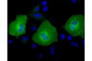 Anti-AK5 mouse monoclonal antibody (ABIN2452720) immunofluorescent staining of COS7 cells transiently transfected by pCMV6-ENTRY AK5 (RC222241). (Adenylate Kinase 5 Antikörper)